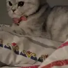 للبيع انثى سكوتش ستريت عمرها 4 شهور متطعمه