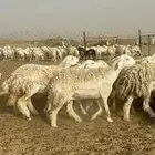 رخال حرش