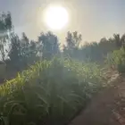 مزرعة للايجار