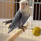 طير روز مفقود