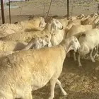 حريات صنف جروم حرش نادر العدد 53 تحتها 3