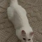 بسه نظيفه للبيع