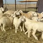 غنم حرية خلفات صنف حرش اغلب بهمها ذبايح العدد 57 تحتها 57