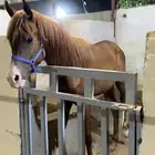 مهره عربي اصيل
