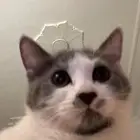 قطط للتبني مجانا