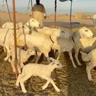 غنم حريات صنف طيبه العدد 40 تحتها 8