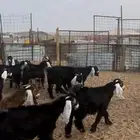 تيوس مراح طيبة للبيع
