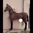 حصان شعبي كفو