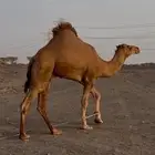 قعود فحل للبيع