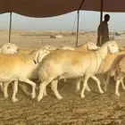 غنم حرية صنف جروم حرش فاخر العدد 70 بلفحل