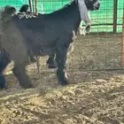 تيس مشروع فحل