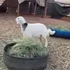 للبيع رخل حريه