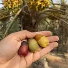 رطب اخلاص وشيشي وخنيزي من مزرعتنا بالاحساء