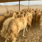 غنم حريات جروم رقاب صنف العدد 37 بلفحل