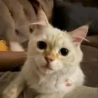 السلام عليكم قطتان ضايعه في القرنيه اللي يلقاها يتواصل خاص