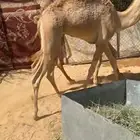 قعود للبيع