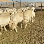 غنم حريه صنف الصنف