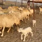 غنم حرية صنف حررش جروم العدد 52 تحتها 8 والباقي دفيع مفاصيل