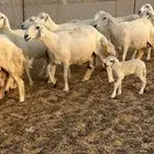 غنم دفيع شرط