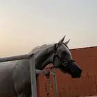 فرس مصريه بيور