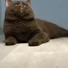 تزاوج ذكر سينمون شوكلت مسجل