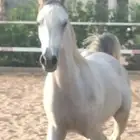 مهر عربي