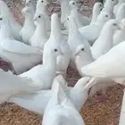 حمام فرنسي زغاليل