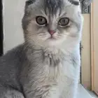 قطوه سكوتش للبيع