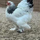 فروخ براهما كولومبي لايت سلالة اصيلة