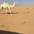 ناقه لقحه