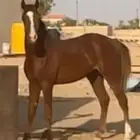 شعبي عربي سباق  .