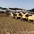 مراح نعيم اشباب تتتم اللبييع