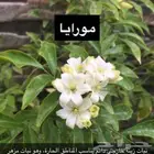 تنسيق حدائق زراعه العشب الطبيعي والأشجار ونخيل وشبكات الري