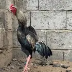 ديك شامو الماني