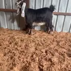جذعه عارضيه