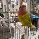 روز ذكر