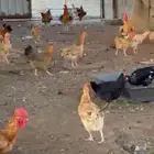 دجاج تركي
