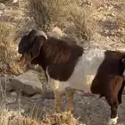 برقوت