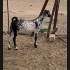 جفرة بيشية