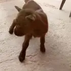 مواليد الماعز القزم