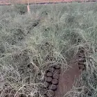 للبيع شتلات رمث العدد1500