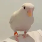 طير ووز آليف