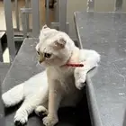 للتبني في الخرج