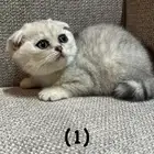 قطط سكوتش فولد سكوتش ستريت