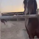 حصان شعبي