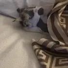 قطه للتبني