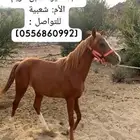 مهره شعبية للبيع