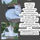 قطة للتبني   أغراضها بقيمتها