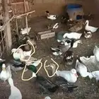 بط شرشر مسكوفي بكيني خضيري بري شاهين