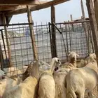 ضان للبيع لراشديه